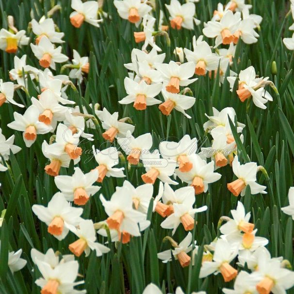 Нарцисс Белл Сонг (Narcissus Bell Song) — фото 2