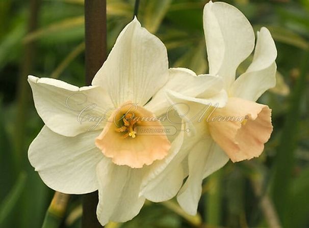 Нарцисс Белл Сонг (Narcissus Bell Song) — фото 4
