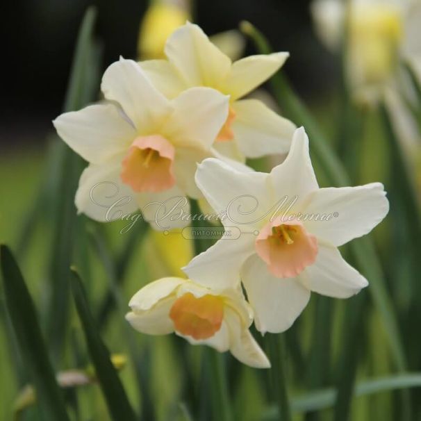 Нарцисс Белл Сонг (Narcissus Bell Song) — фото 5