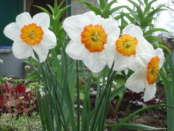 Нарцисс Белла Виста (Narcissus Bella Vista) — фото 2