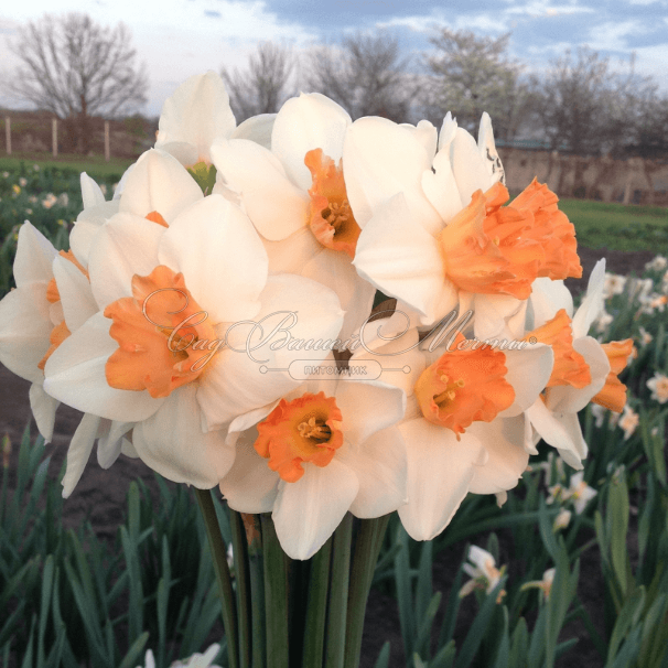 Нарцисс Белла Виста (Narcissus Bella Vista) — фото 3