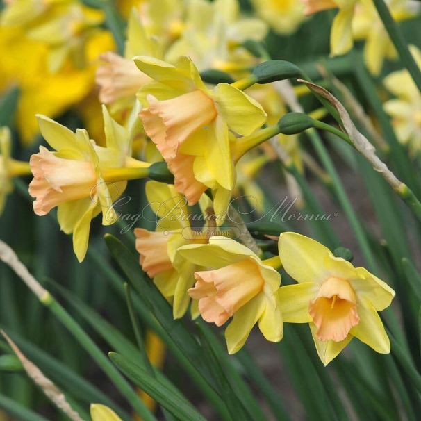 Нарцисс Блашинг Леди (Narcissus Blushing Lady) — фото 4