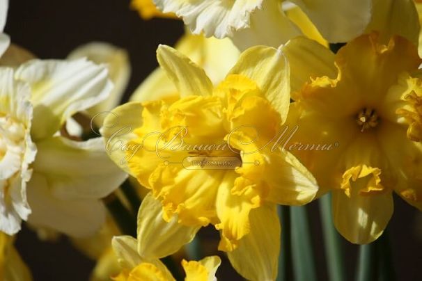 Нарцисс Блейзинг Старлет (Narcissus Blazing Starlet) — фото 2