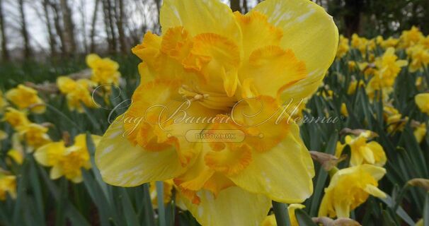 Нарцисс Блейзинг Старлет (Narcissus Blazing Starlet) — фото 3