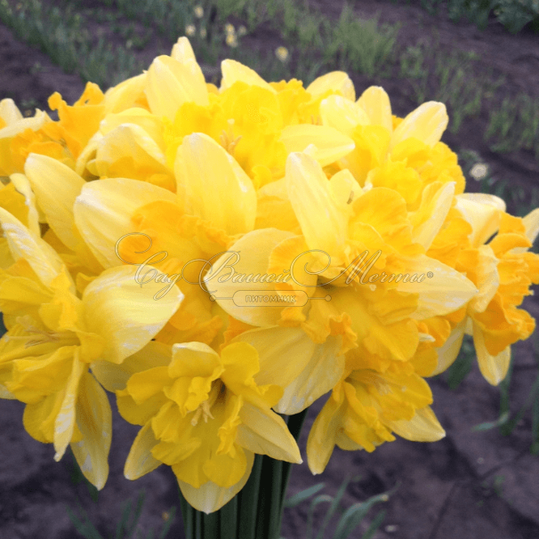 Нарцисс Блейзинг Старлет (Narcissus Blazing Starlet) — фото 4