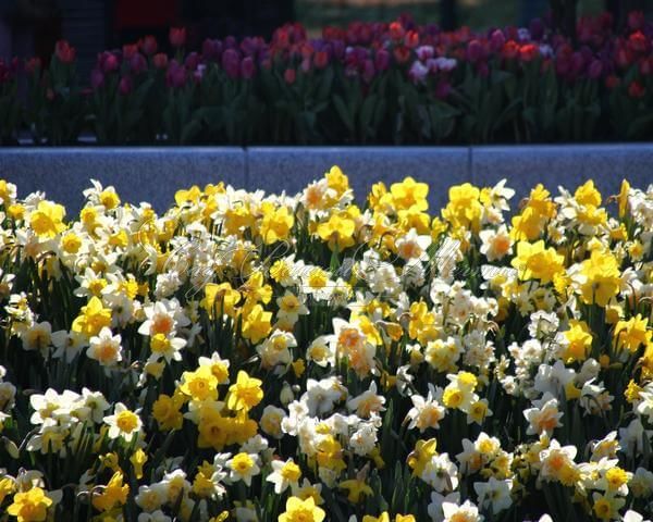 Нарцисс ботанический Микс (Narcissus Botanical Mix) — фото 2