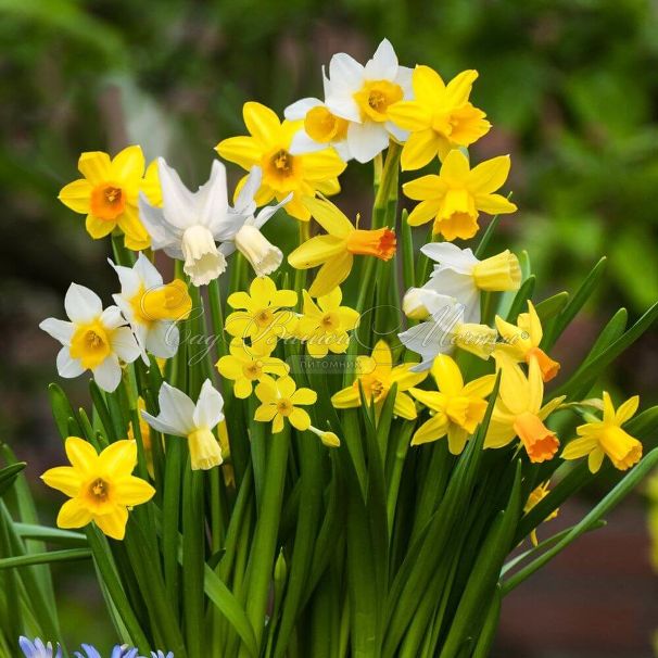 Нарцисс ботанический Микс (Narcissus Botanical Mix) — фото 3
