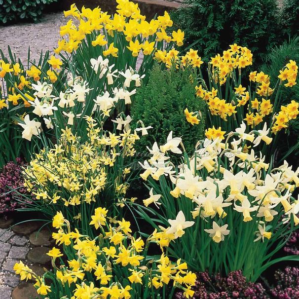 Нарцисс ботанический Микс (Narcissus Botanical Mix) — фото 4