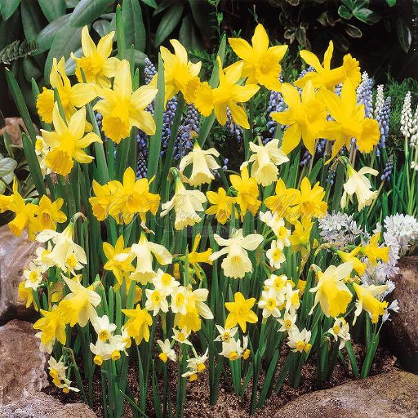Нарцисс ботанический Микс (Narcissus Botanical Mix) — фото 7