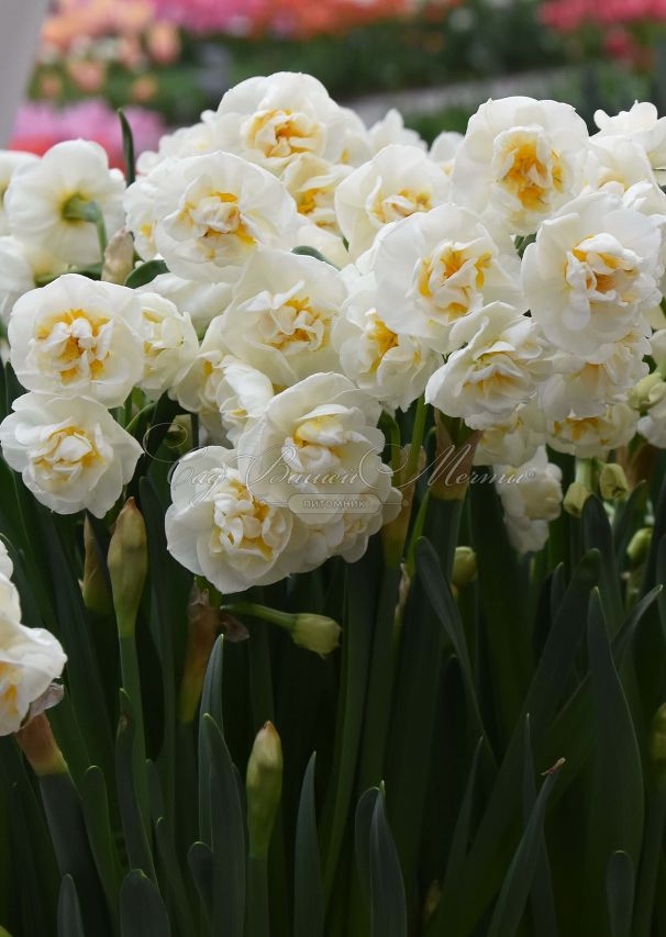 Нарцисс Брайдал Краун (Narcissus Bridal Crown) — фото 2