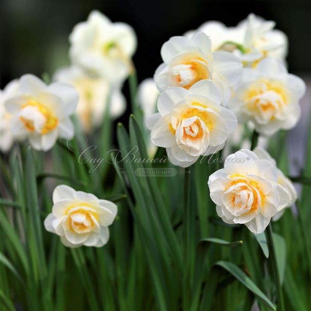 Нарцисс Брайдал Краун (Narcissus Bridal Crown) — фото 3