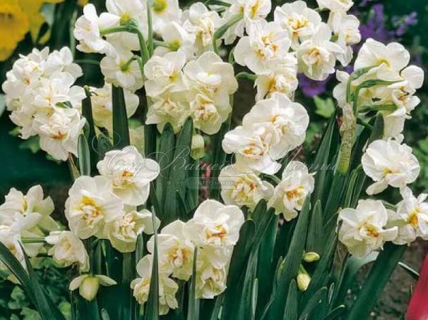 Нарцисс Брайдал Краун (Narcissus Bridal Crown) — фото 4