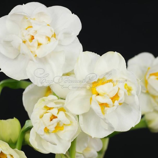 Нарцисс Брайдал Краун (Narcissus Bridal Crown) — фото 5
