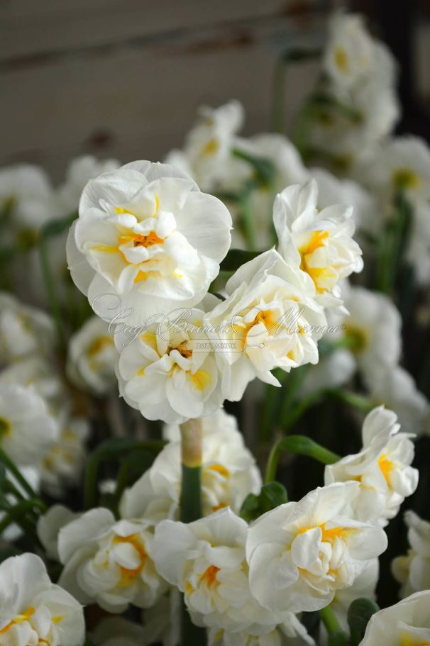 Нарцисс Брайдал Краун (Narcissus Bridal Crown) — фото 9