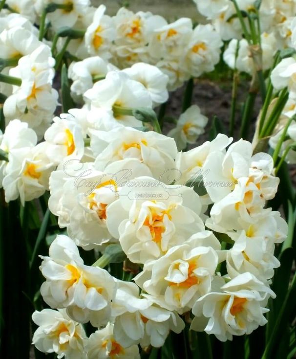 Нарцисс Брайдал Краун (Narcissus Bridal Crown) — фото 10