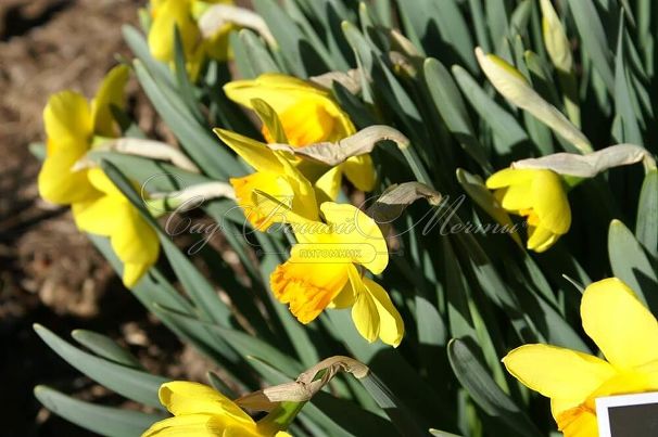 Нарцисс Бракенхёрст (Narcissus Brackenhurst) — фото 4