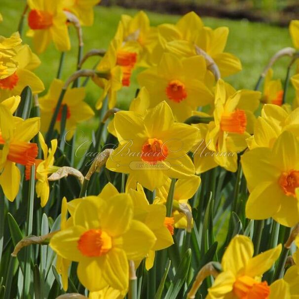 Нарцисс Бракенхёрст (Narcissus Brackenhurst) — фото 5