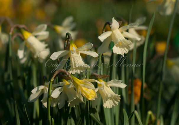 Нарцисс В. П. Милнер (Narcissus W.P. Milner) — фото 3