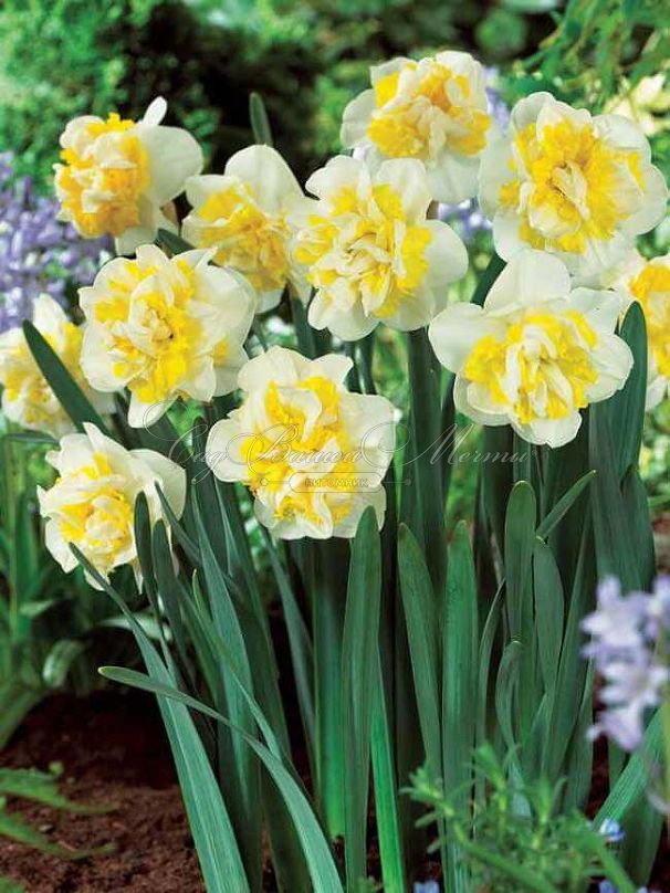 Нарцисс Вествард (Narcissus Westward) — фото 2