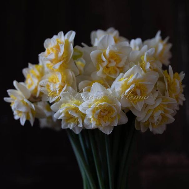 Нарцисс Вествард (Narcissus Westward) — фото 3