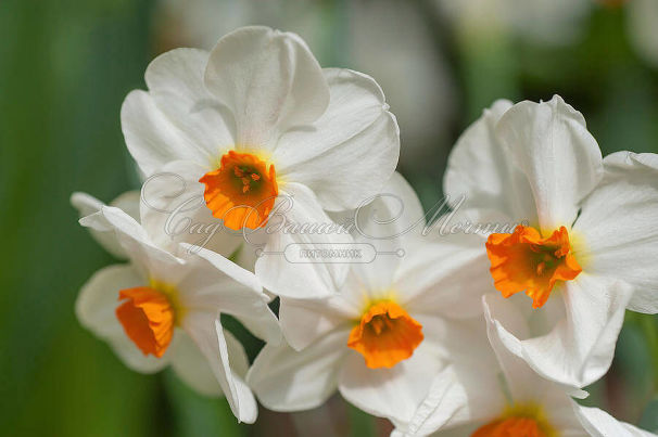 Нарцисс Гераниум (Narcissus Geranium) — фото 2