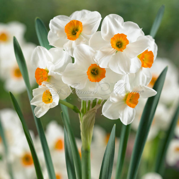 Нарцисс Гераниум (Narcissus Geranium) — фото 3