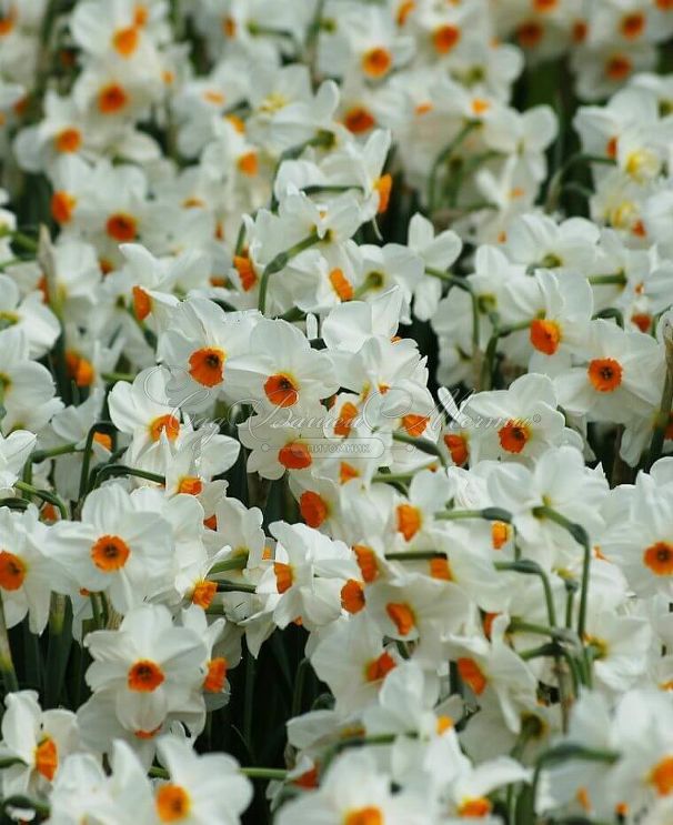 Нарцисс Гераниум (Narcissus Geranium) — фото 4