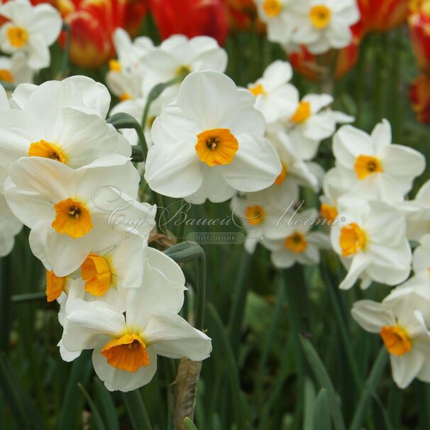 Нарцисс Гераниум (Narcissus Geranium) — фото 5