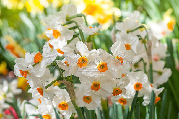 Нарцисс Гераниум (Narcissus Geranium) — фото 6