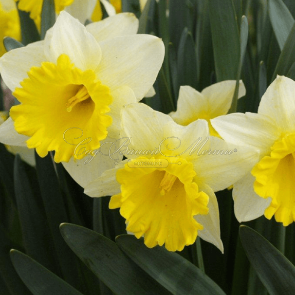 Нарцисс Гоблет (Narcissus Goblet) — фото 3