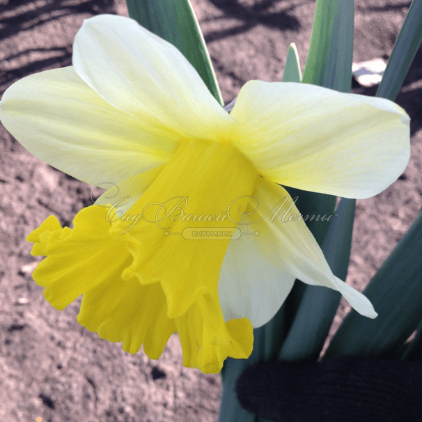 Нарцисс Гоблет (Narcissus Goblet) — фото 4