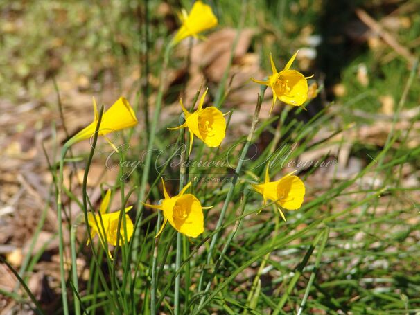 Нарцисс Голден Беллз (Narcissus Golden Bells) — фото 2