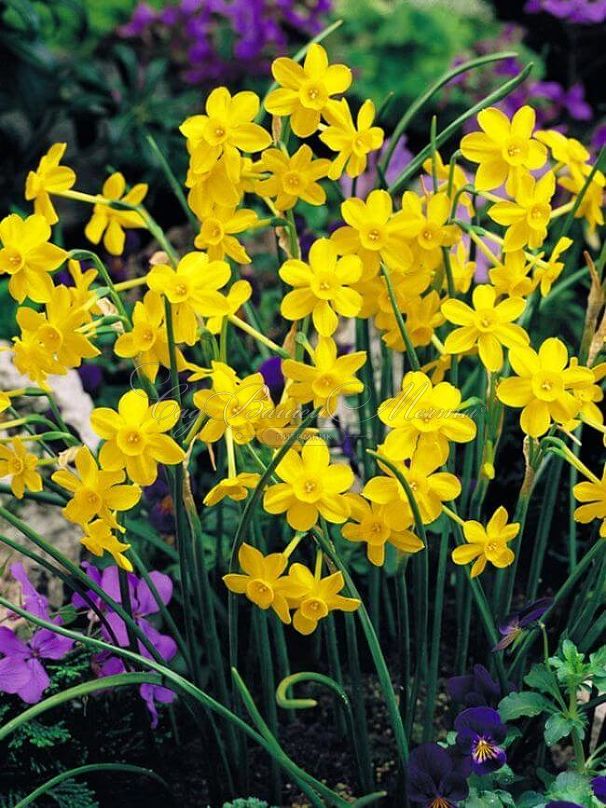 Нарцисс Голден Беллз (Narcissus Golden Bells) — фото 3