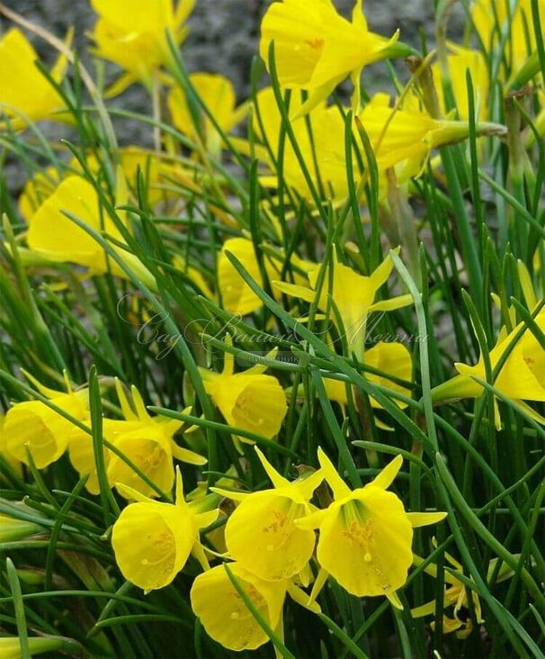 Нарцисс Голден Беллз (Narcissus Golden Bells) — фото 4