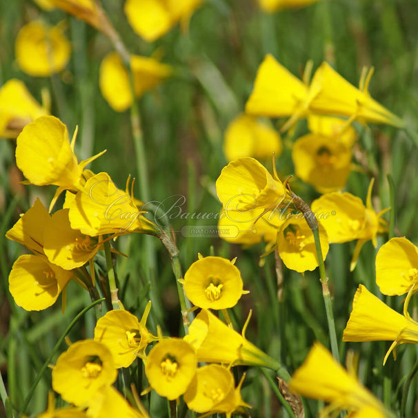 Нарцисс Голден Беллз (Narcissus Golden Bells) — фото 5