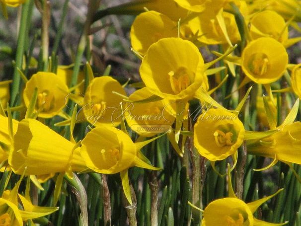 Нарцисс Голден Беллз (Narcissus Golden Bells) — фото 6