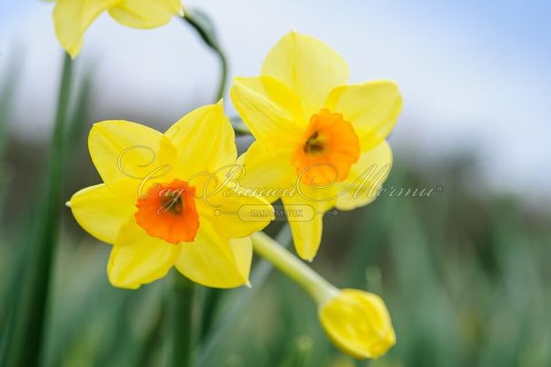 Нарцисс Голден Доун (Narcissus Golden Dawn) — фото 2