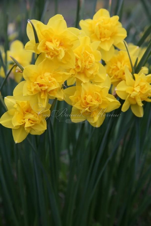 Нарцисс Голден Дукат (Narcissus Golden Ducat) — фото 2