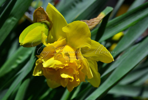 Нарцисс Голден Дукат (Narcissus Golden Ducat) — фото 3