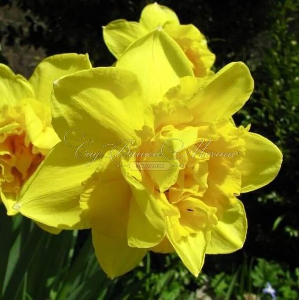 Нарцисс Голден Дукат (Narcissus Golden Ducat) — фото 4