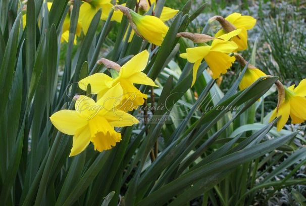 Нарцисс Голден Харвест (Narcissus Golden Harvest) — фото 2