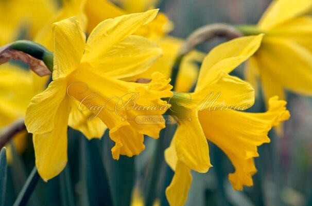 Нарцисс Голден Харвест (Narcissus Golden Harvest) — фото 3