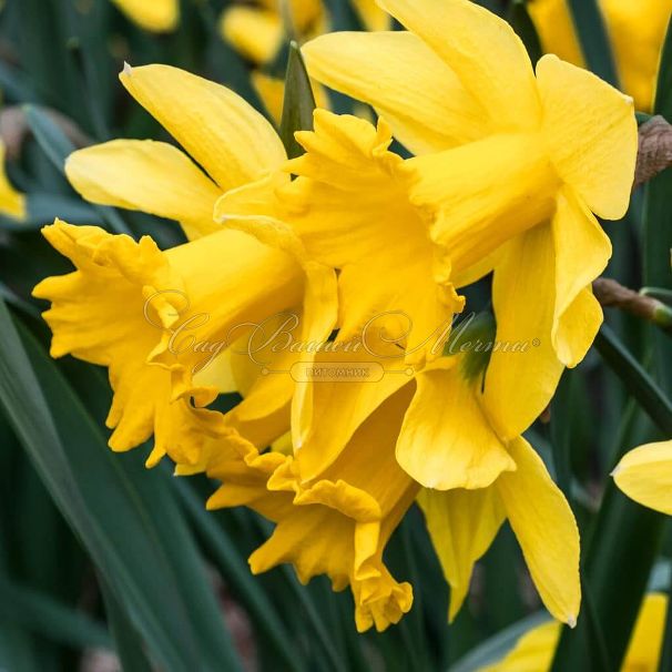 Нарцисс Голден Харвест (Narcissus Golden Harvest) — фото 4