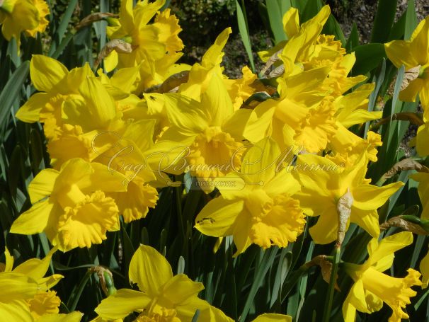 Нарцисс Голден Харвест (Narcissus Golden Harvest) — фото 5
