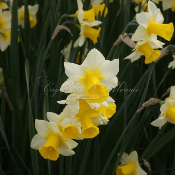 Нарцисс Голден Эхо (Narcissus Golden Echo) — фото 2