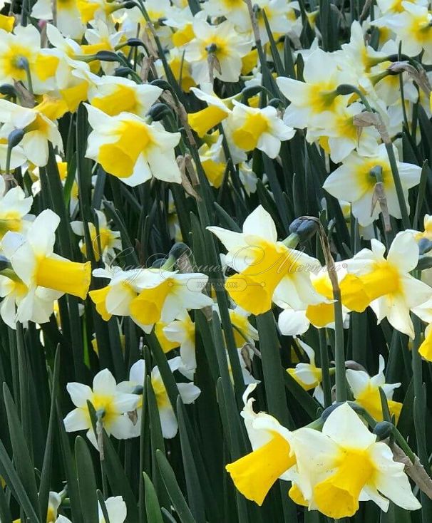 Нарцисс Голден Эхо (Narcissus Golden Echo) — фото 4
