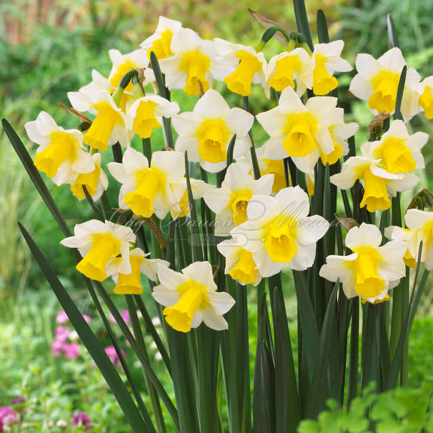 Нарцисс Голден Эхо (Narcissus Golden Echo) — фото 6