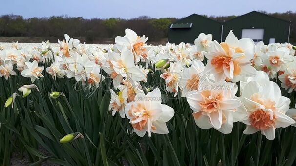 Нарцисс Дельнашо (Narcissus Delnashaugh) — фото 3