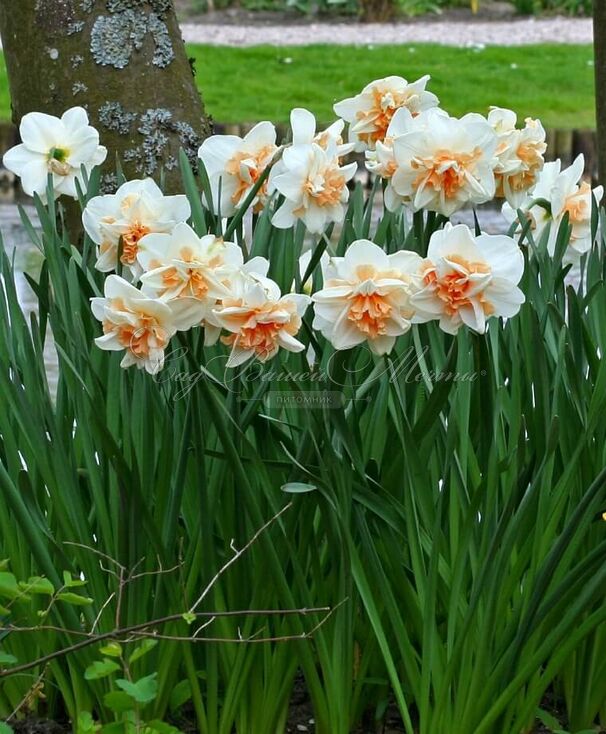 Нарцисс Дельнашо (Narcissus Delnashaugh) — фото 4