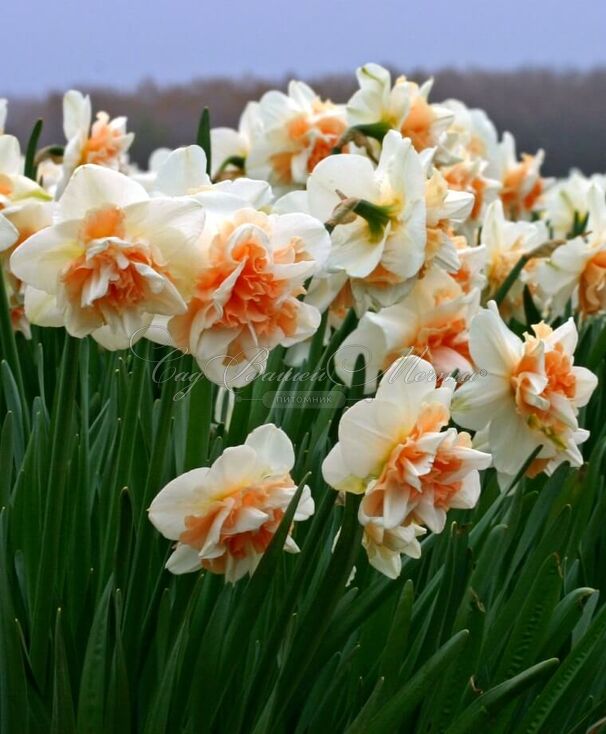 Нарцисс Дельнашо (Narcissus Delnashaugh) — фото 5